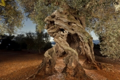 http___cdn.cnn.com_cnnnext_dam_assets_170123151724-canet-4patas